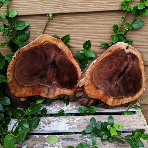 Small Black Walnut Rustic Wood Centerpiece with Epoxy Finish